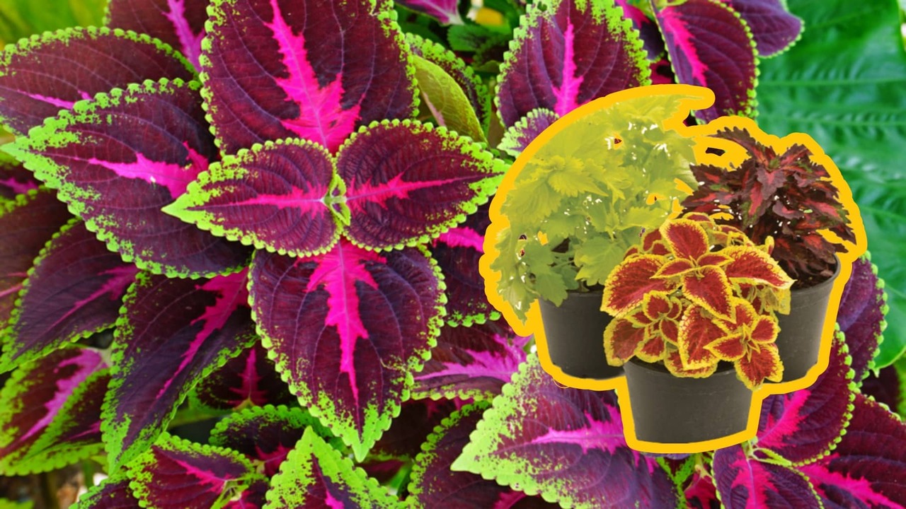 coleus 