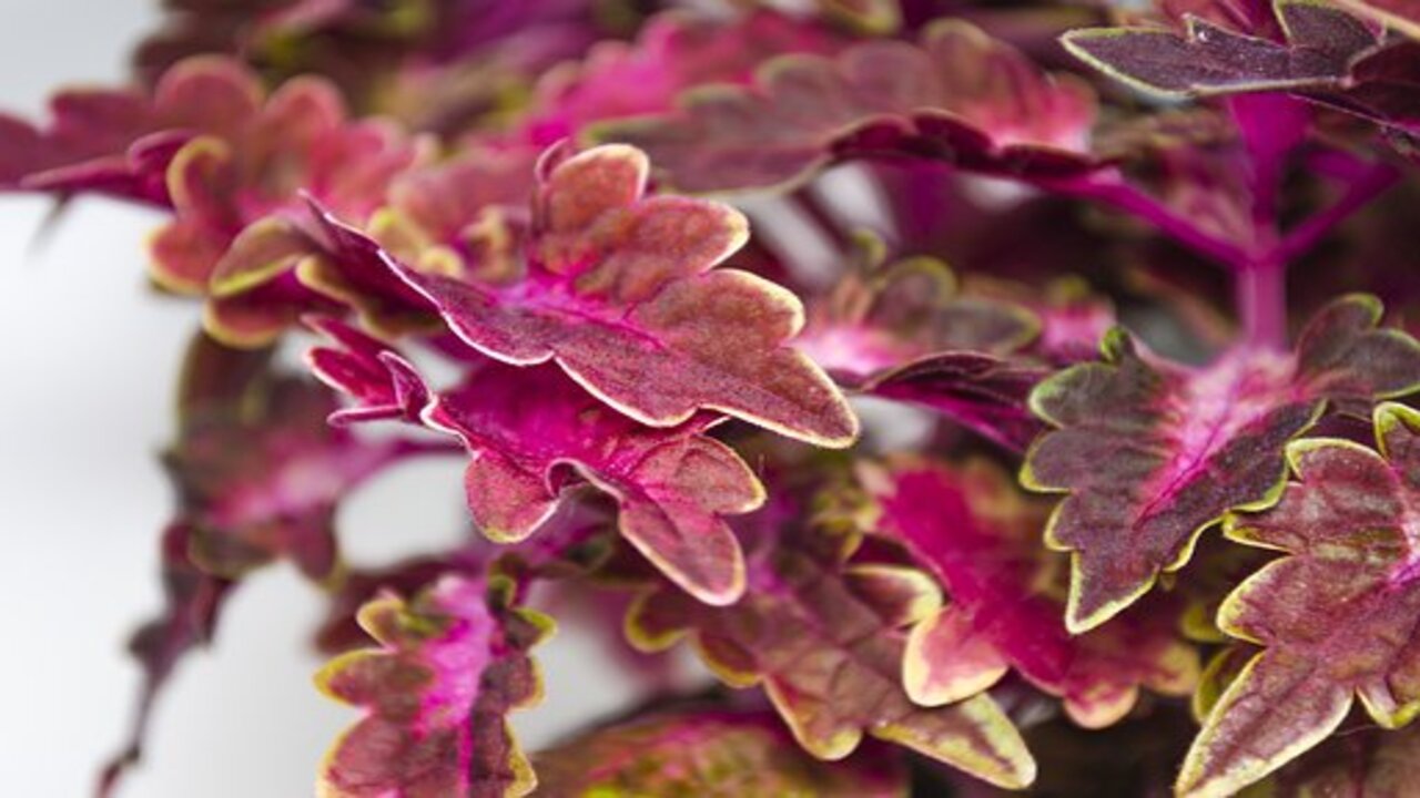 coleus foglie