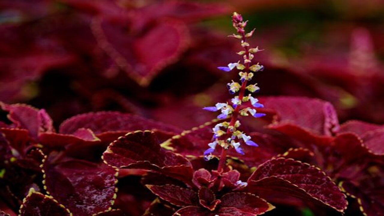 coleus rossa