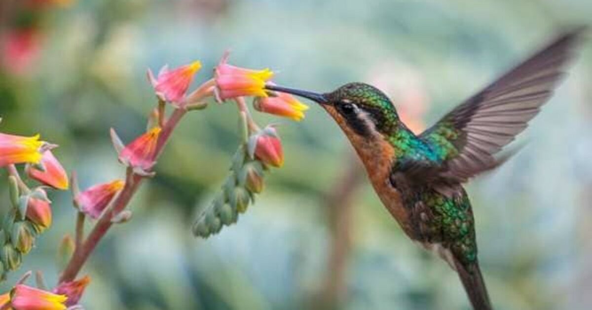 Ceramica DECORATIVA Colibrì Colibri UCCELLINO floreale Termometro SEMPREVERDE GIARDINO 