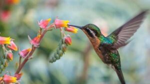 Le piante dei colibrì: tutti i fiori in giardino di cui questi uccelli si nutrono