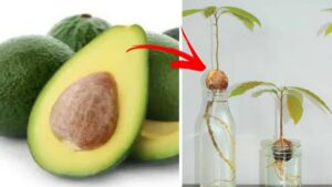 Come riuscire a coltivare l’avocado in casa e ottenere sempre un frutto fresco per le proprie pietanze