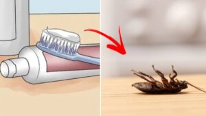 Il trucco del dentifricio per sbarazzarsi di scarafaggi e blatte dalla propria casa