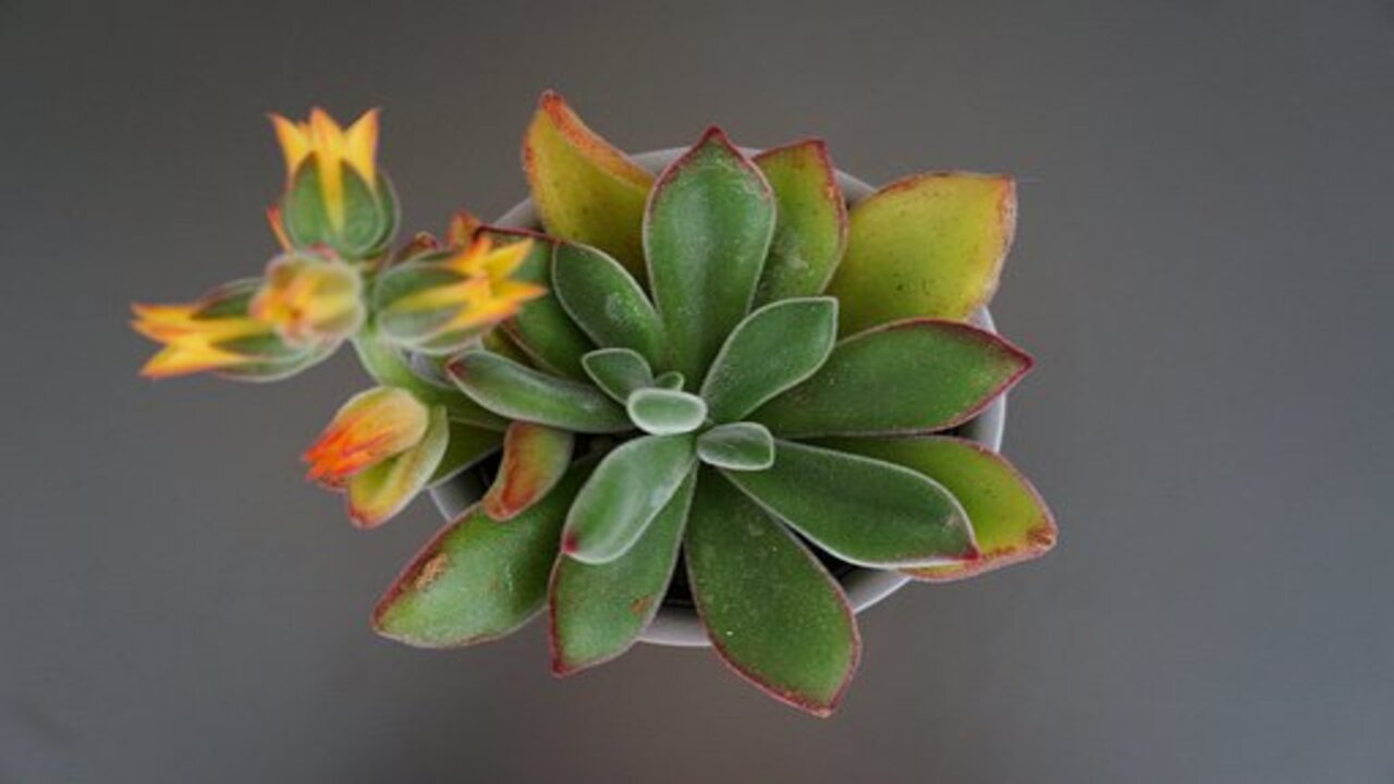 echeveria fiorita