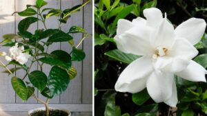 Linguaggio dei fiori, il significato della Gardenia