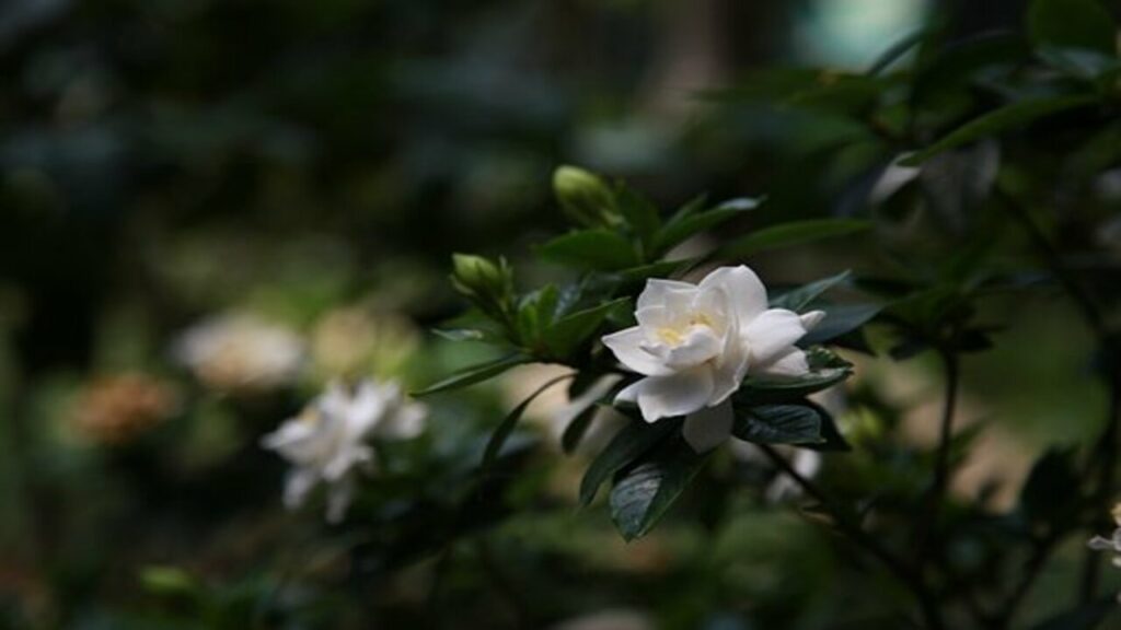 foglie e fiore di gardenia