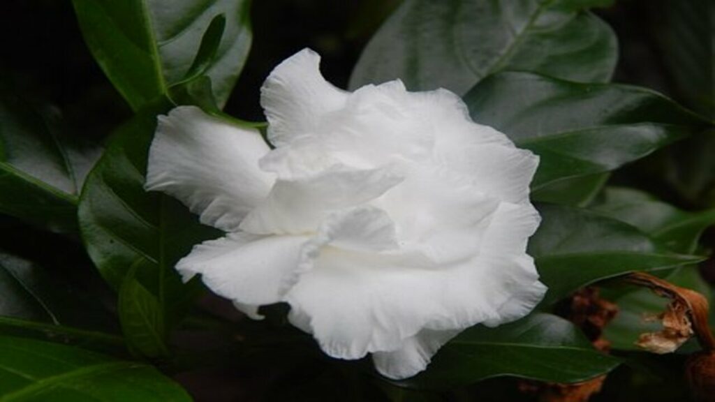 fiore di gardenia bianco