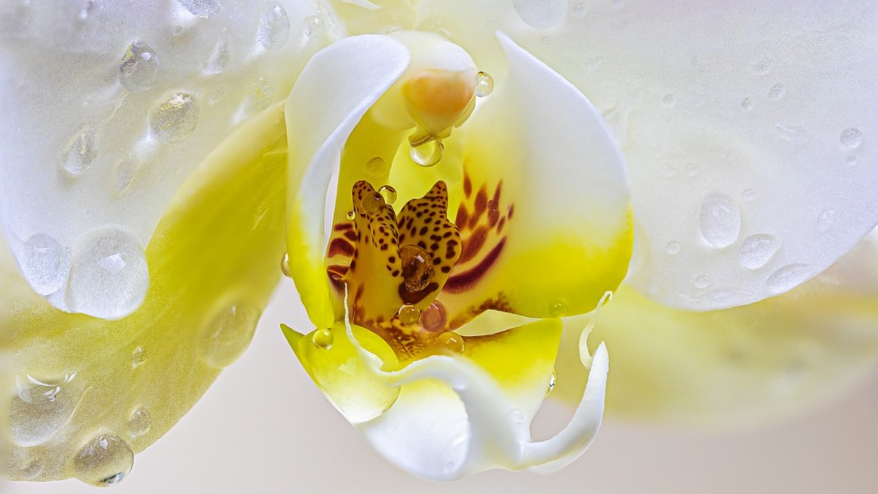 Orquídea blanca