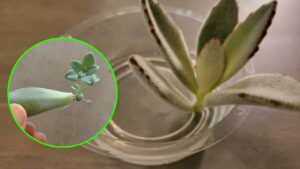 Come moltiplicare le piantine grasse da una pianta già presente in casa: ti serve solo un bicchiere!