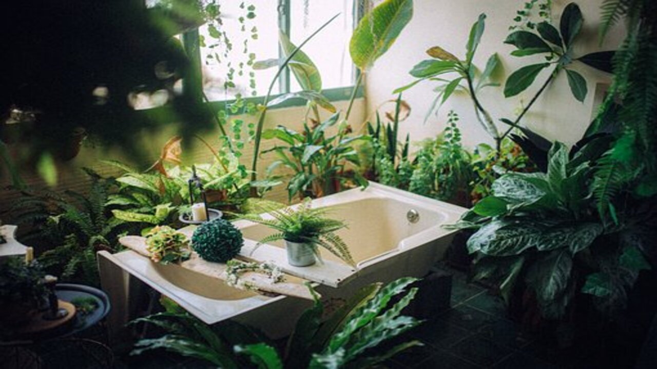 piante e vasca