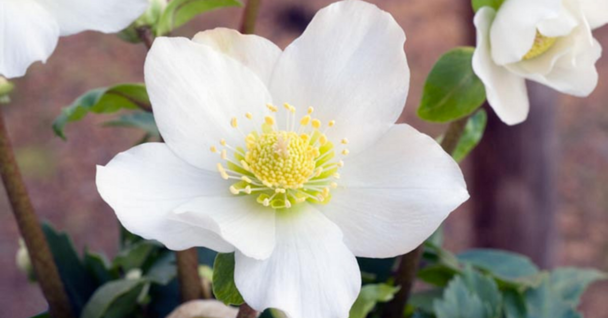 Rosa di Natale come prendersene cura