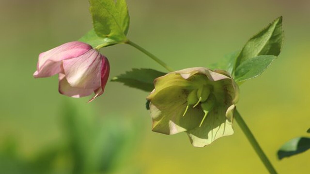 rosa di natale in giardino