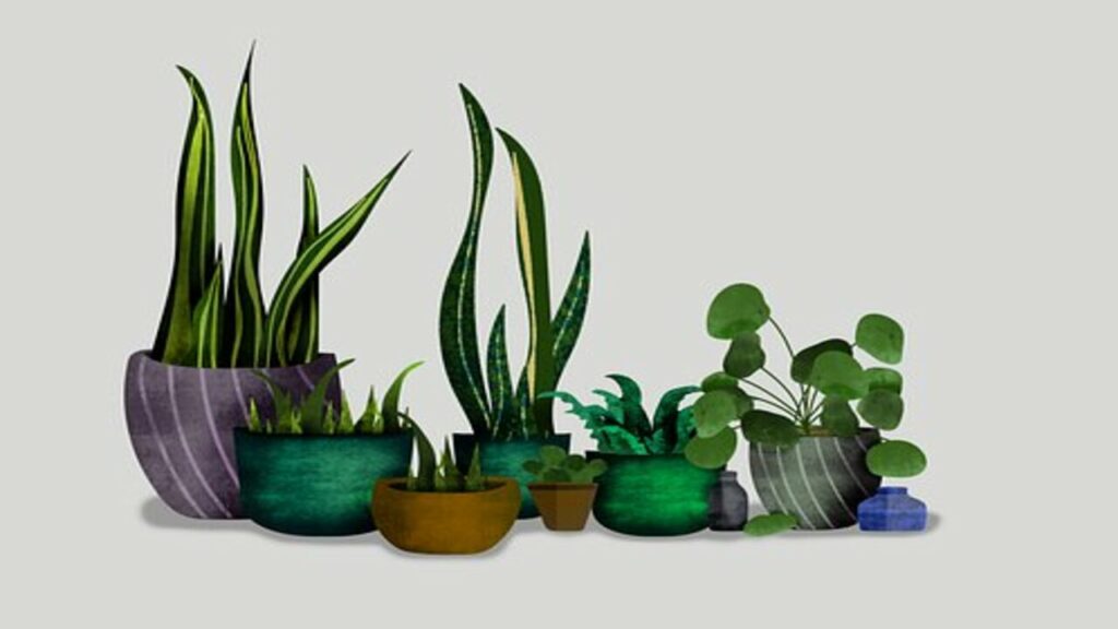 vasi di piante