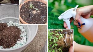 Giardinaggio: 10 trucchetti per curare le piante nel modo giusto