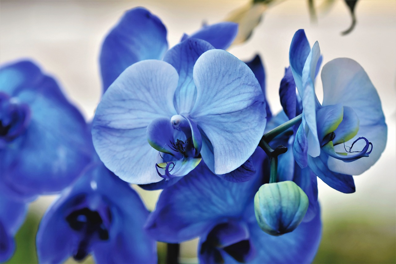 Orchidea di colore blu
