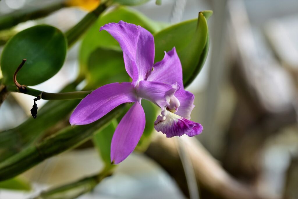 primer plano de la orquídea