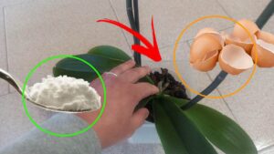 Il TRUCCO per mantenere idratate le radici delle orchidee