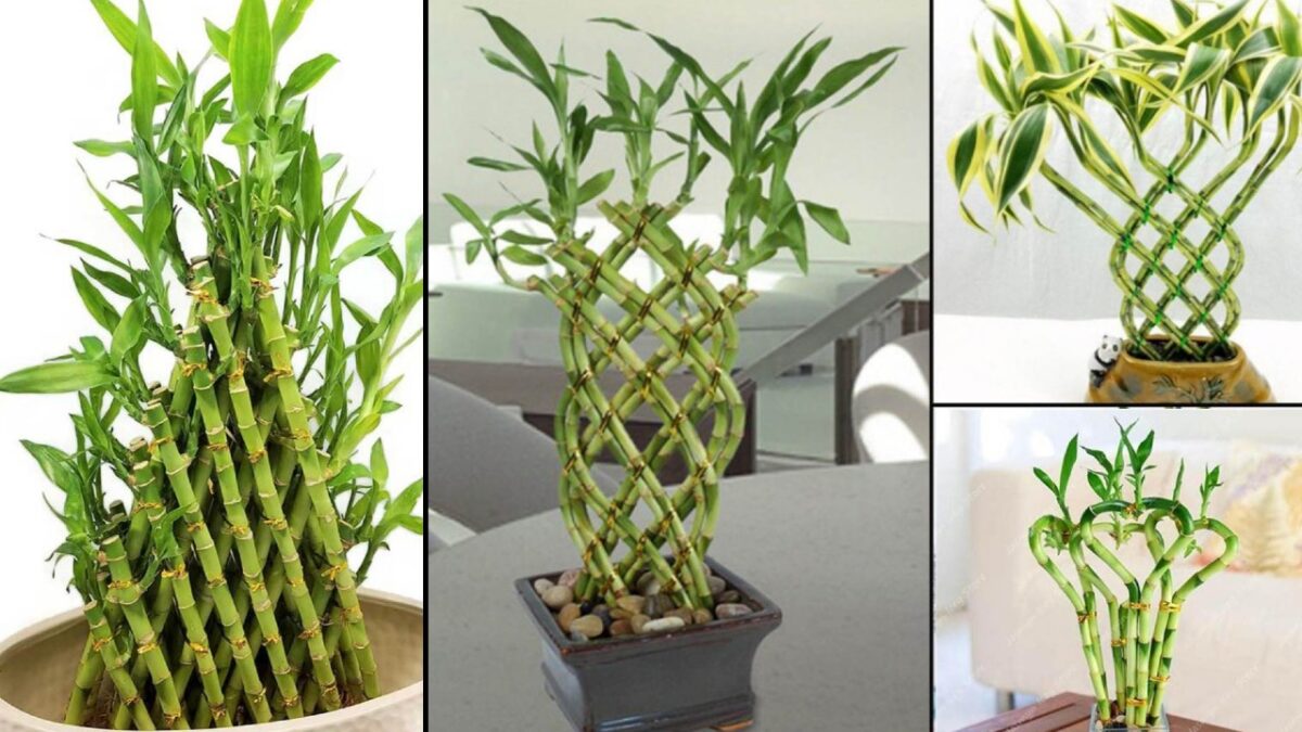 Bamboo della fortuna come coltivare questa pianta bellissima