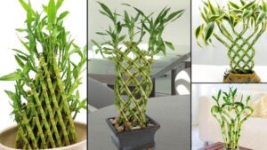 Come riuscire a coltivare il bamboo della fortuna, pianta bellissima e di facile gestione