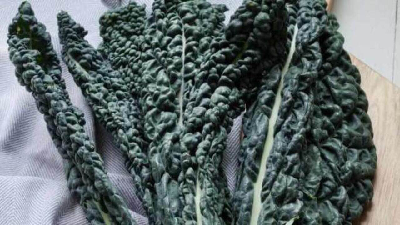 cavolo nero