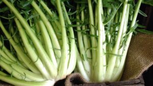 Cicoria: la verdura che aiuta il nostro organismo