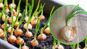 Come avere sempre le cipolle disponibili coltivandole direttamente a casa