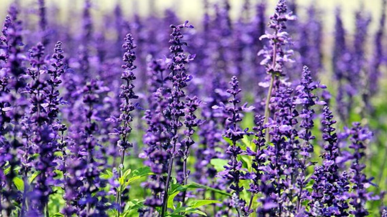 campo di lavanda