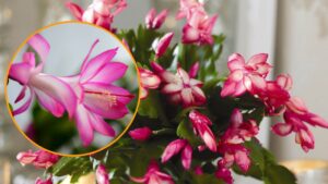 Per l’addobbo natalizio scegli la pianta più adatta: i segreti della Natalina