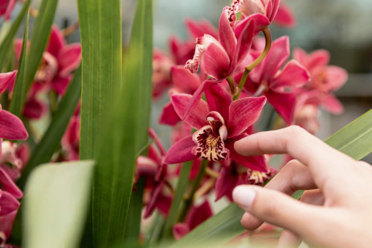Bicarbonato sulle orchidee