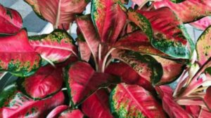 Come riuscire ad ottenere una splendida pianta di aglaonema e quali sono le sue caratteristiche