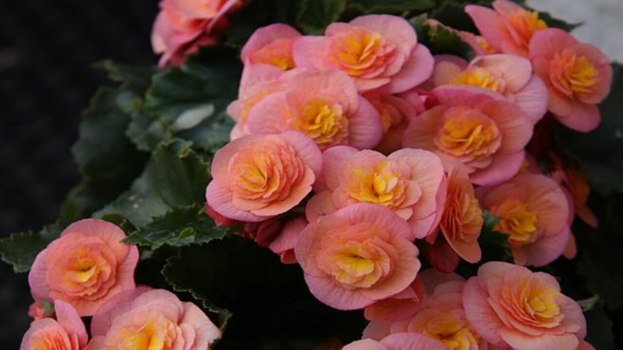 begonia