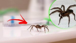 Rimedi utili per allontanare i ragni da casa