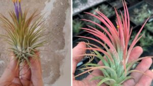 Piante aeree da coltivare senza terriccio: ecco la Tillandsia