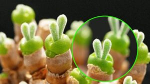 Monilaria obconica: la pianta grassa che ricorda le orecchie di coniglio