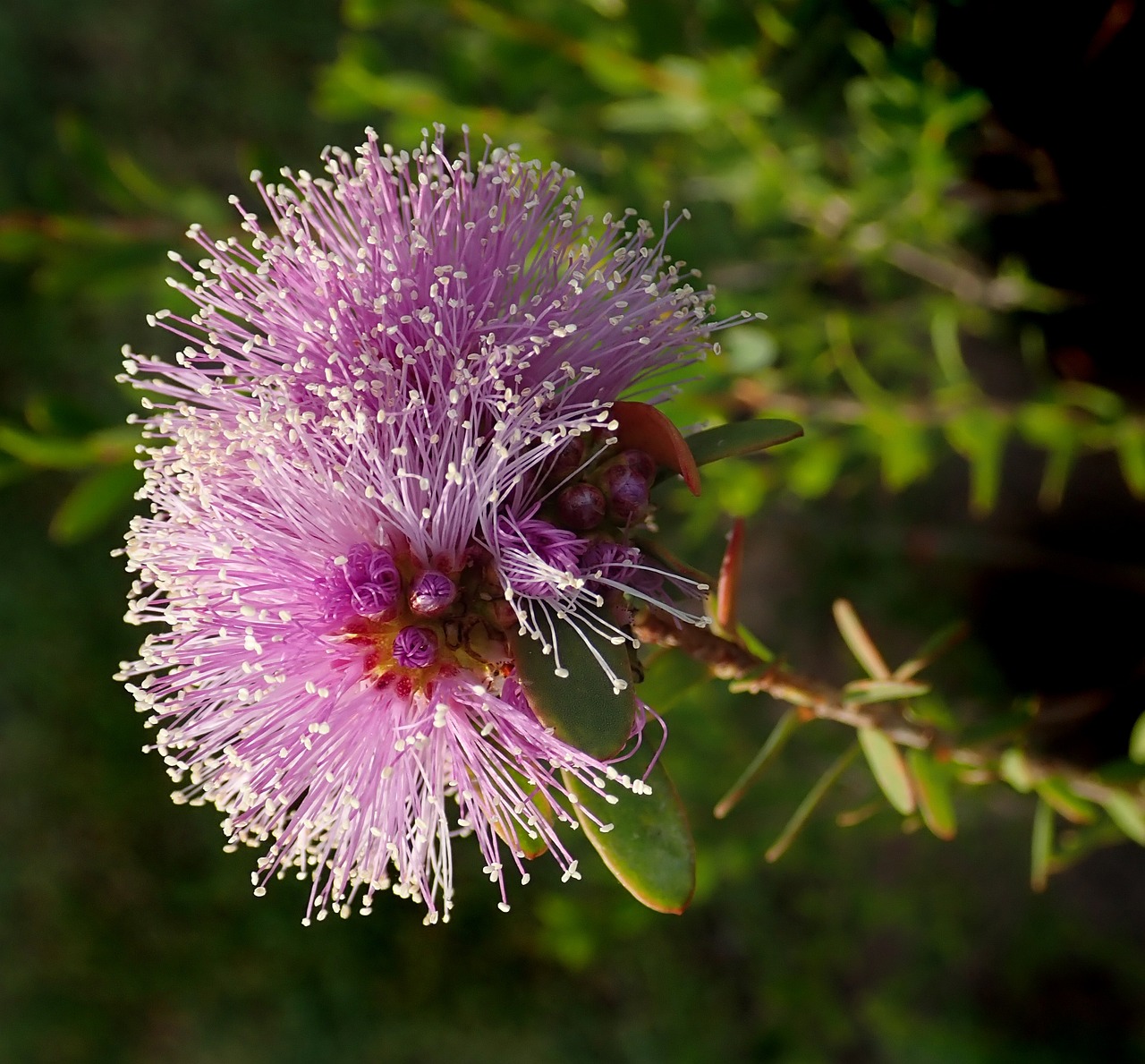 Melaleuca