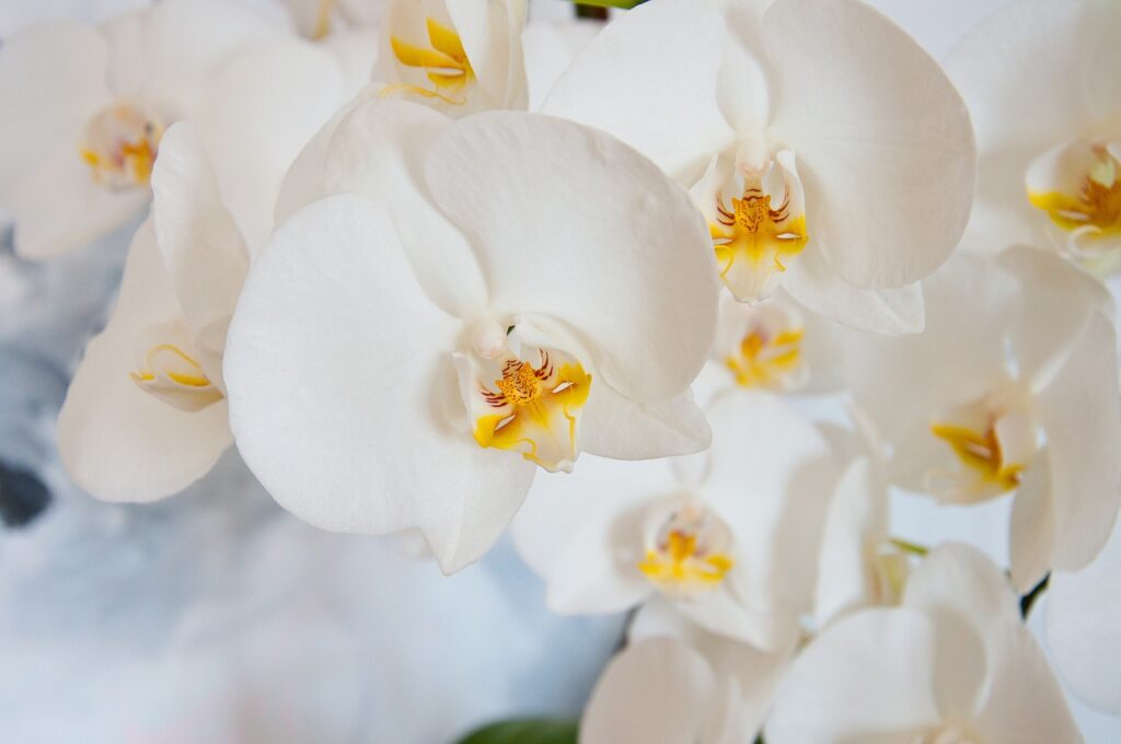 Primo piano orchidea