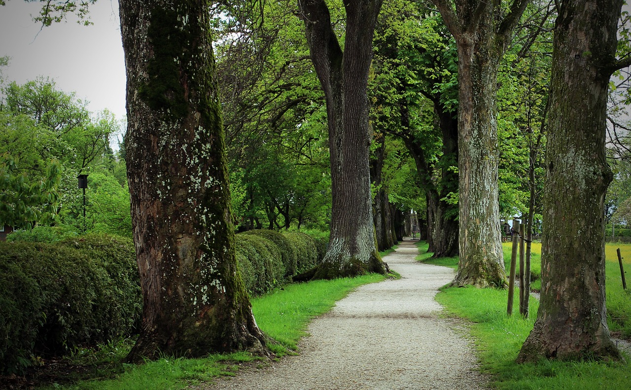 Viale alberato