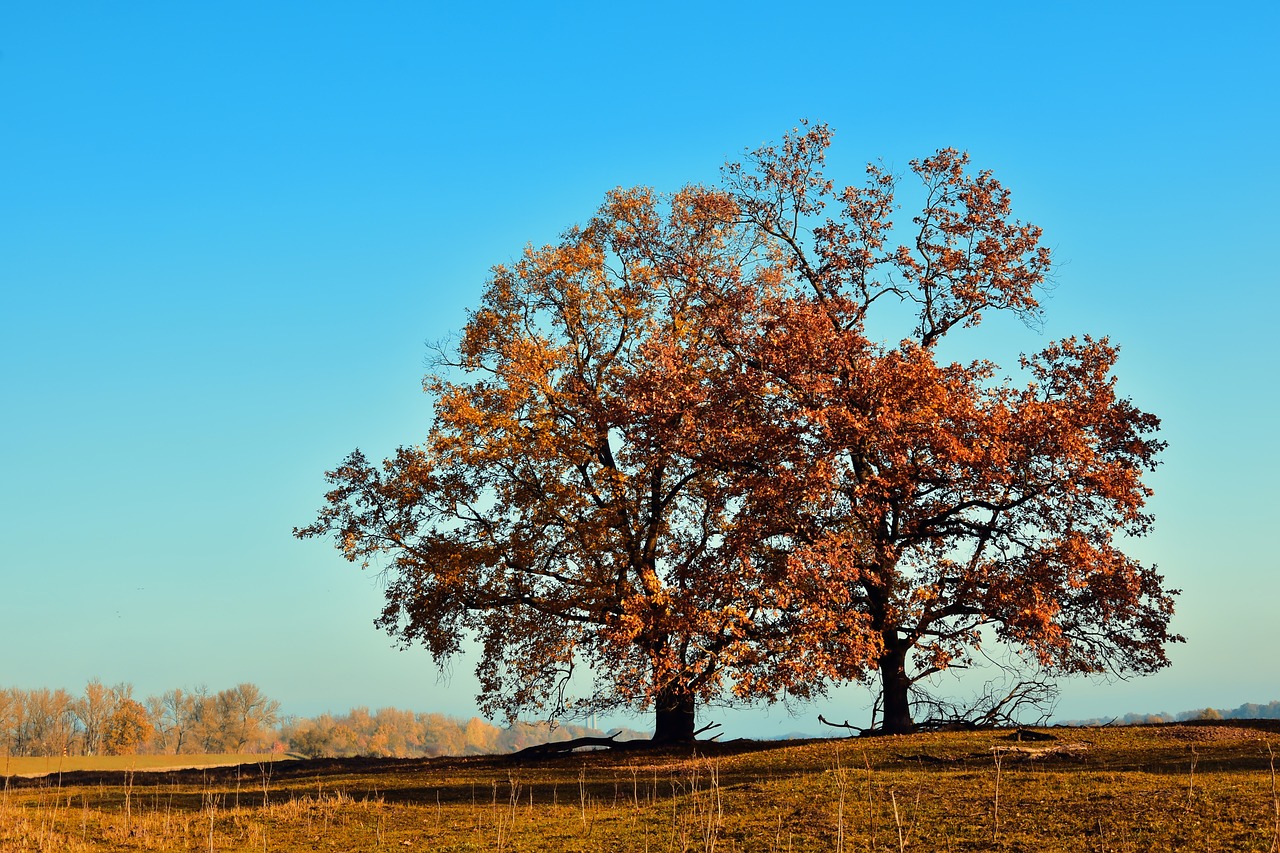 Alberi