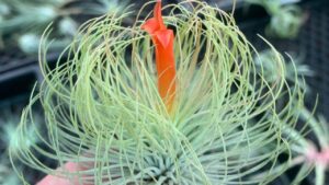 Cos’è la Tillandsia e come trattare questa pianta tanto particolare che aiuta l’uomo