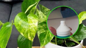 Acqua ossigenata: un ingrediente insolito per proteggere le piante dagli insetti