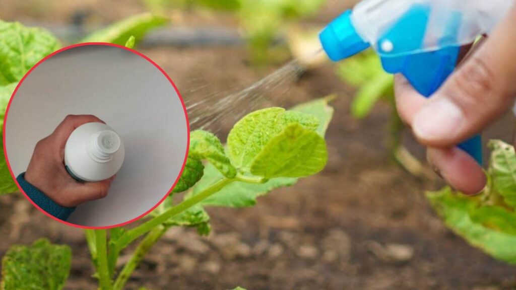 Ho scoperto il segreto del mio giardiniere, spruzza acqua ossigenata sul prato. Gli ho chiesto spiegazioni e mi ha detto a cosa serve!