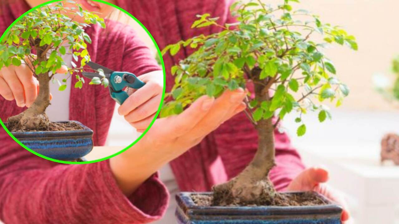 albero di bonsai