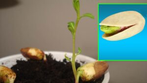 Come coltivare il pistacchio e come far crescere questo alberello anche dentro casa