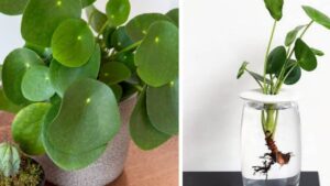 Come coltivare la Pilea in casa, pianta di facile manutenzione e di un’innata eleganza