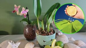 Il TRUCCO infallibile per la cura delle orchidee: cannella e lime