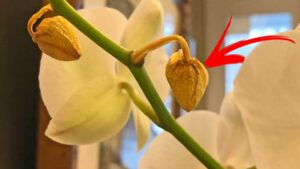 I boccioli delle orchidee ingialliscono e cadono? Forse, commetti questo ERRORE