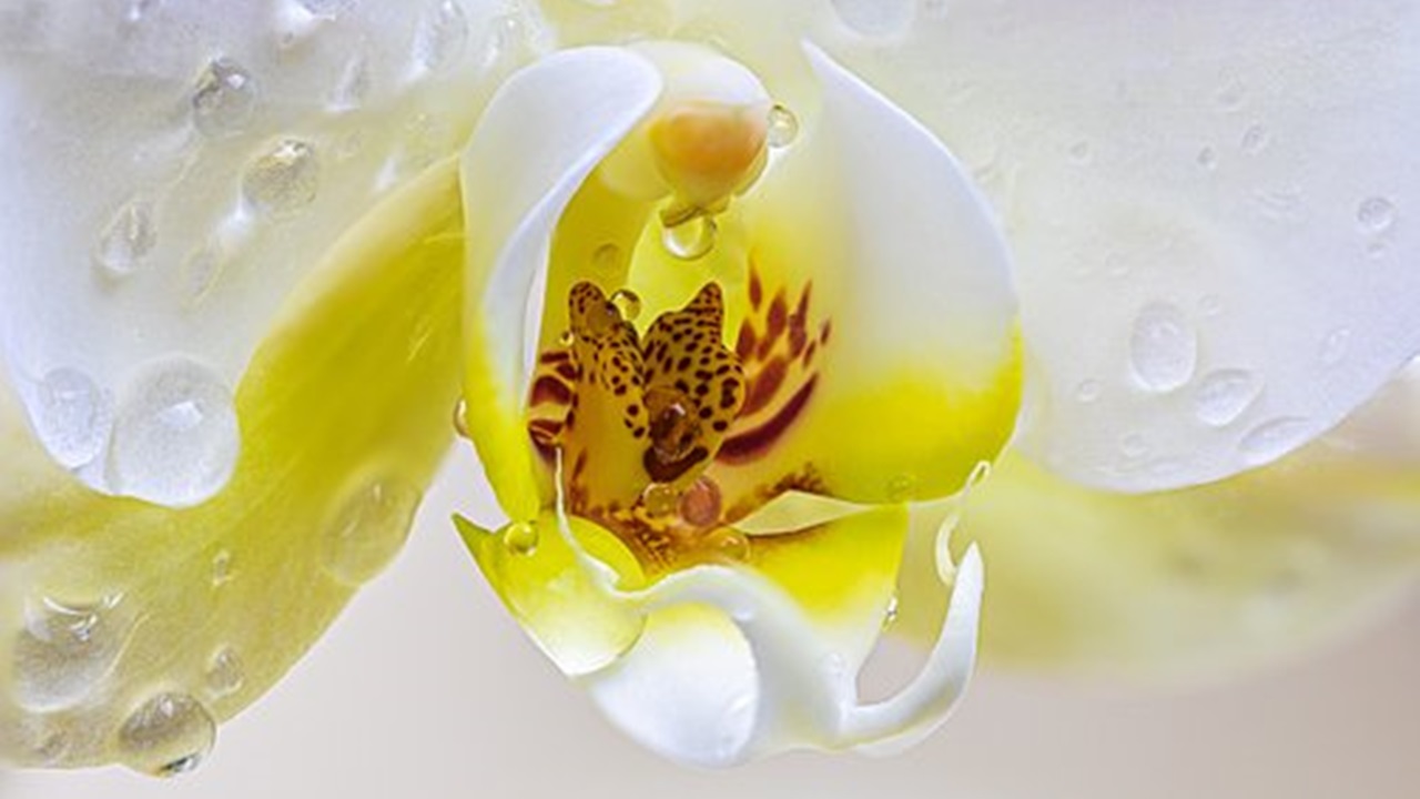 fiore giallo e bianco