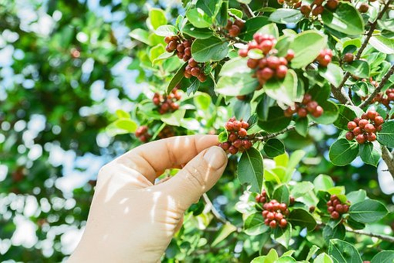 pianta di caffè