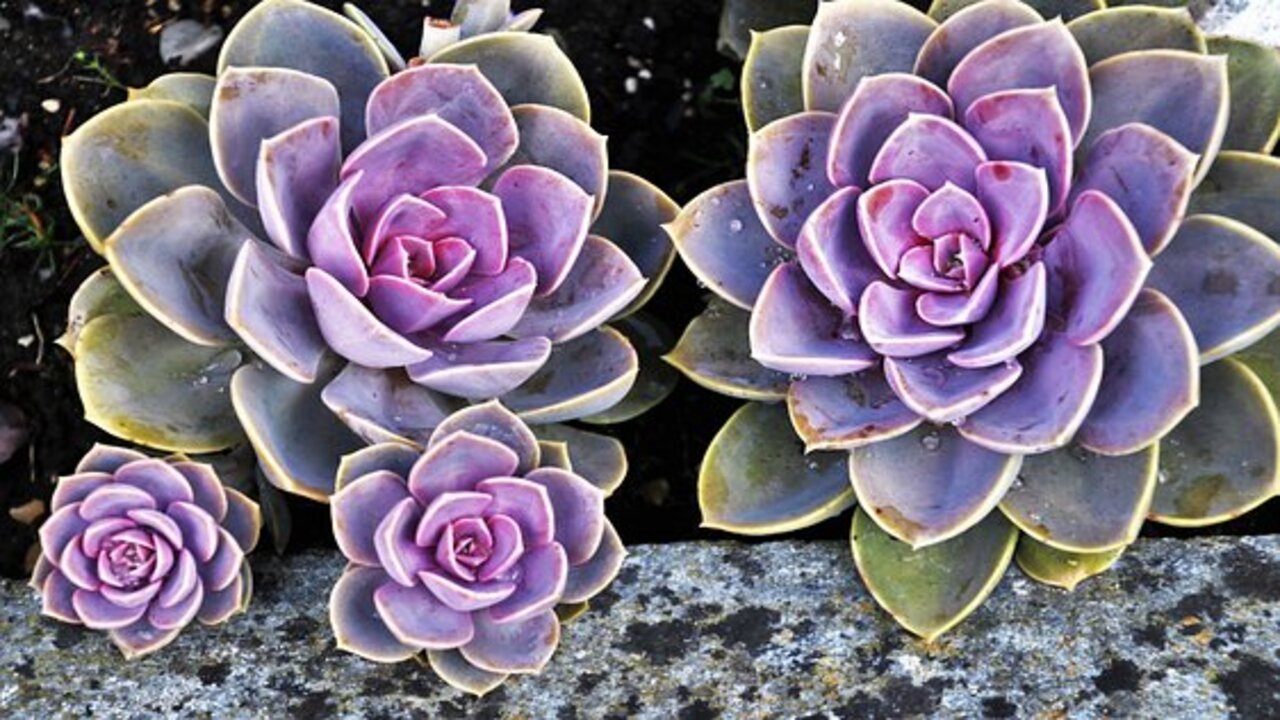 piante a forma di rosa