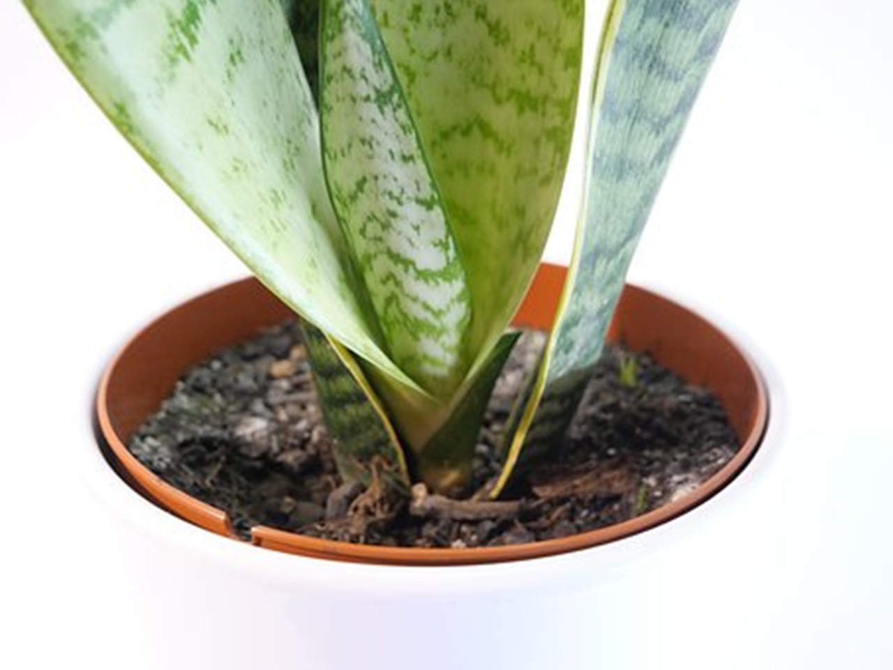 sansevieria